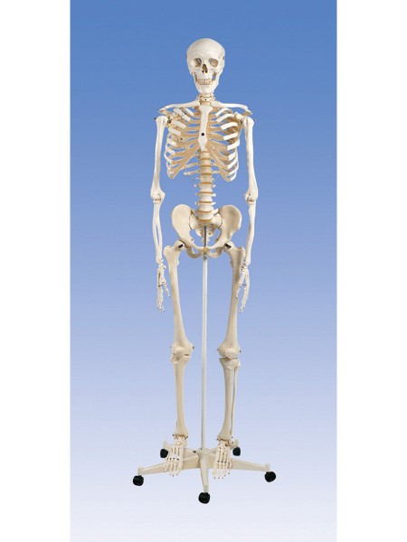 Klassik-Skelett Stan 3B-A10